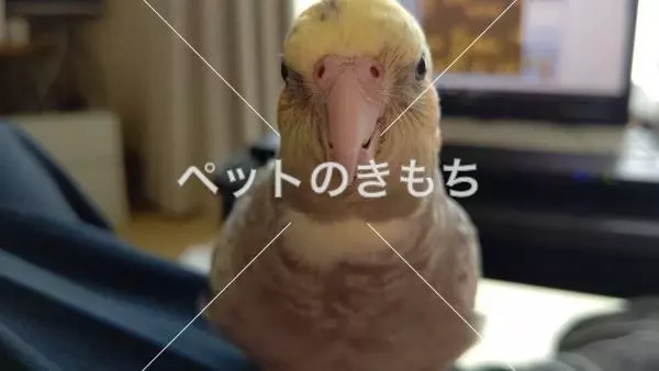 迷子鳥の画像