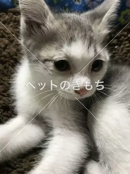保護猫の画像