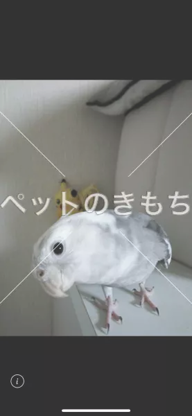 迷子鳥の画像