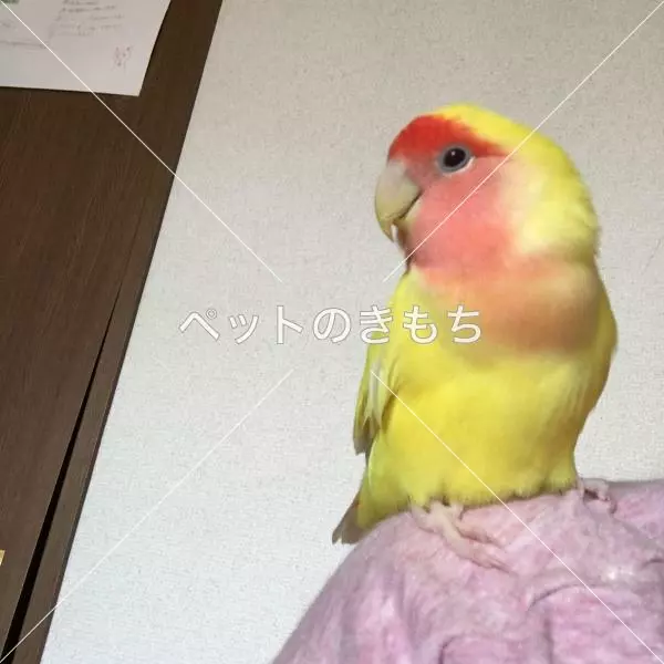 迷子鳥の画像