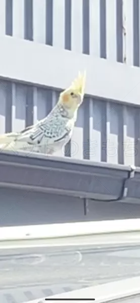 コメントの画像