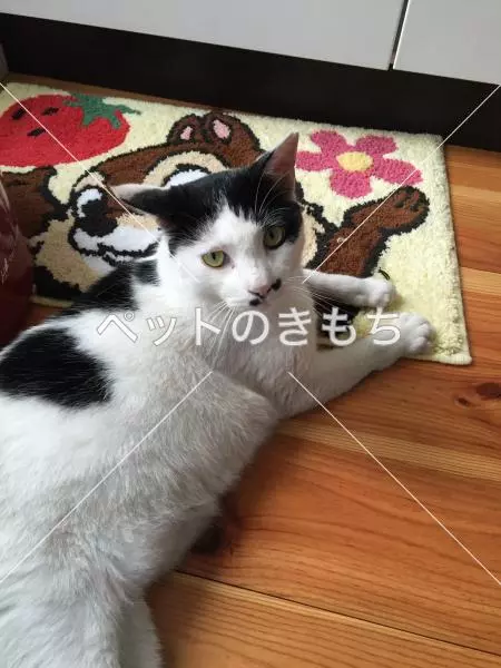 迷子猫の画像