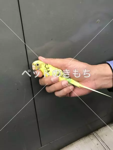 保護鳥の画像