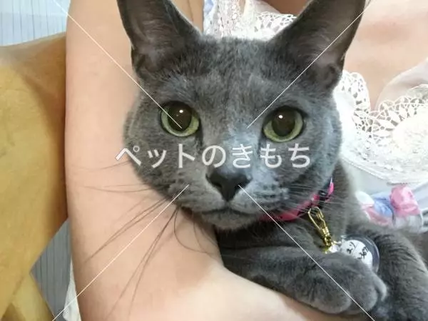 迷子猫の画像