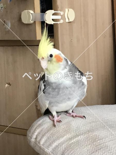 迷子鳥の画像