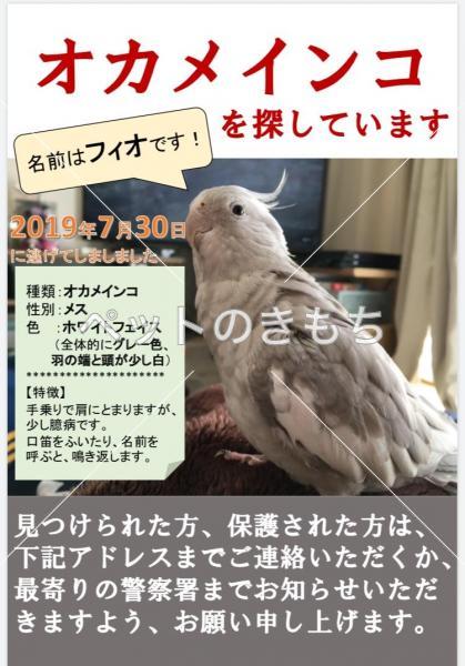 迷子鳥の画像