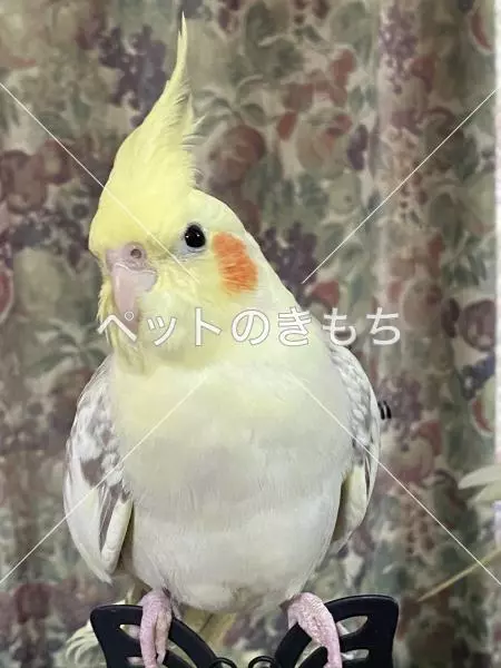 迷子鳥の画像