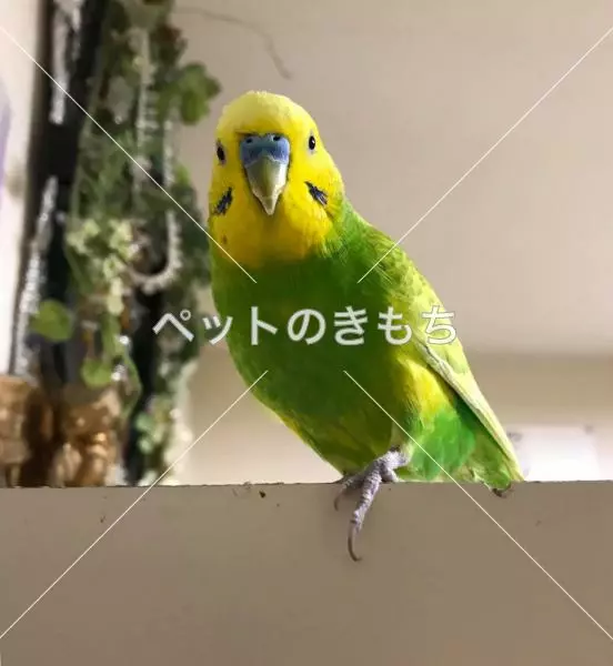 迷子鳥の画像