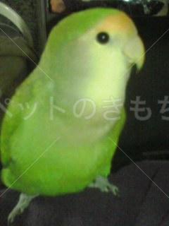 迷子鳥の画像