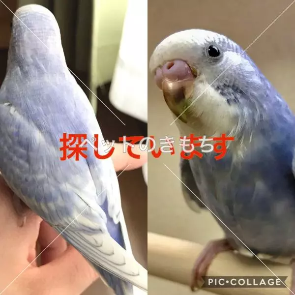 コメント投稿の画像