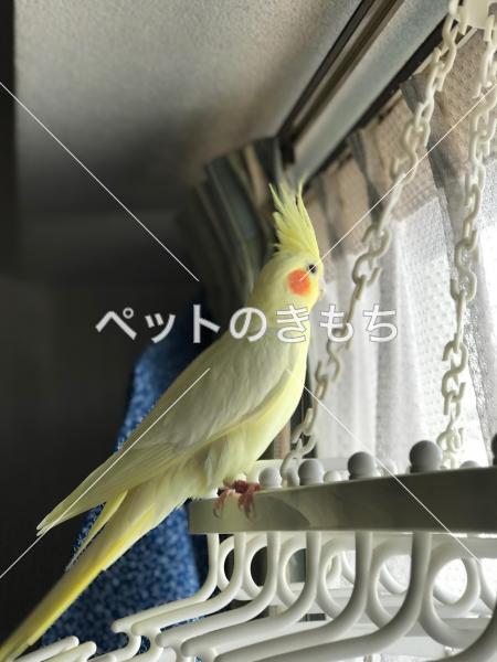 迷い鳥の写真