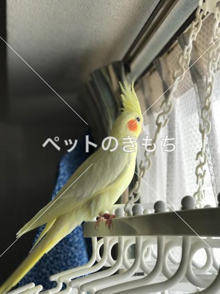 迷子鳥の画像