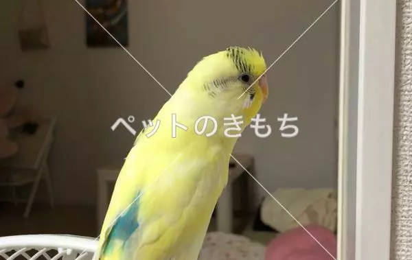 迷子鳥の画像