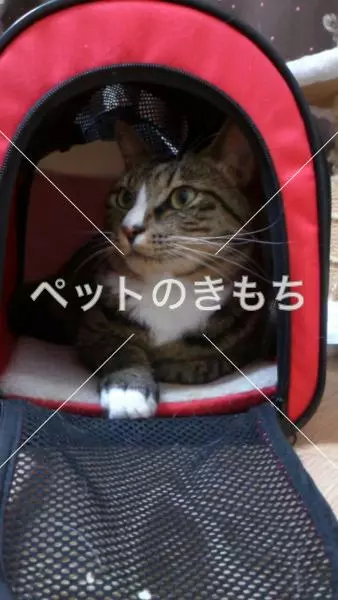 迷子猫の画像