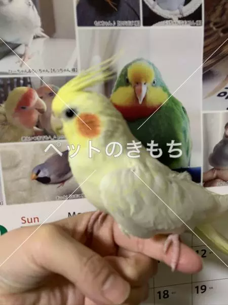 迷子鳥の画像