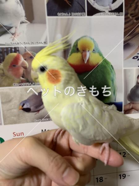 迷子鳥の画像