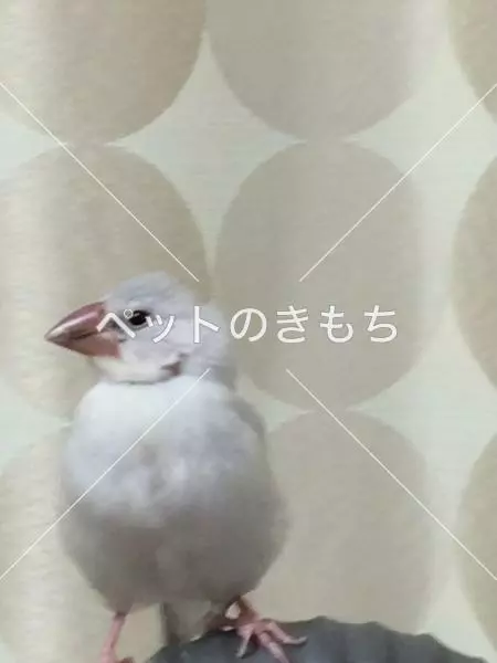 迷子鳥の画像