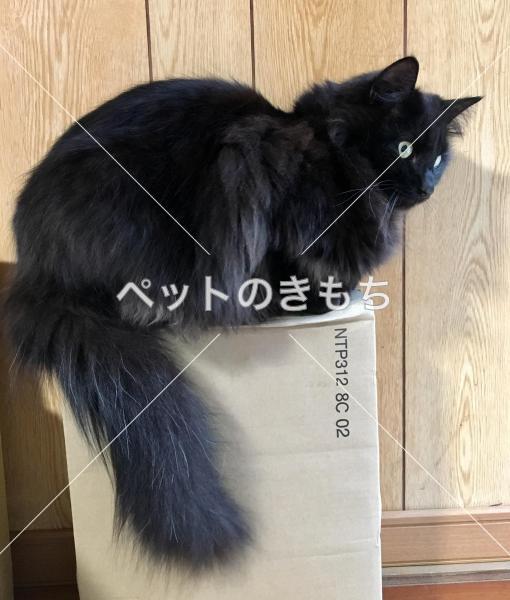 迷子猫の画像