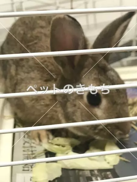 保護ペットの画像