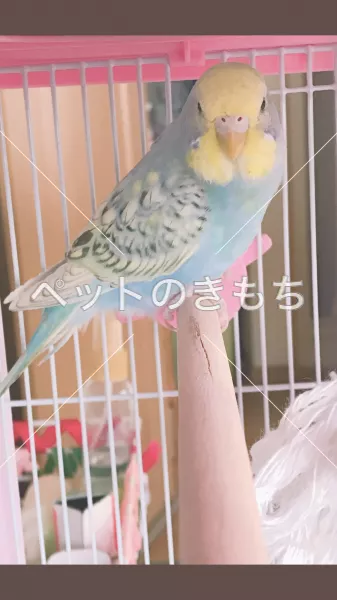 迷子鳥の画像