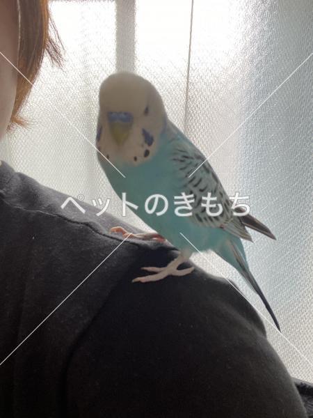 迷子鳥の画像