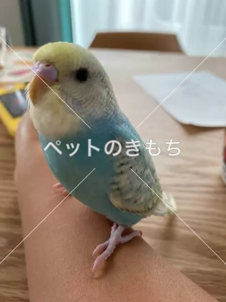迷子鳥の画像