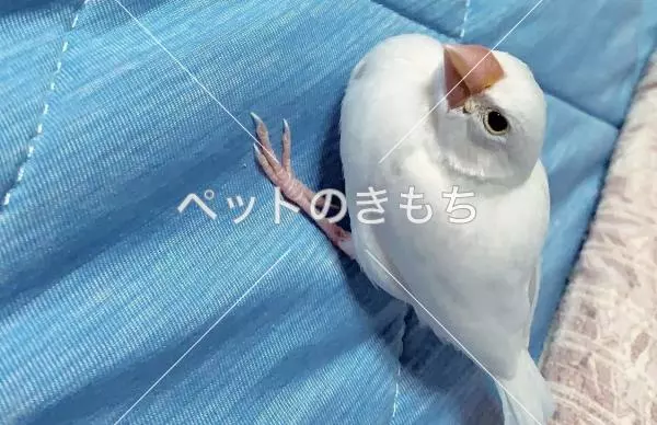 迷子鳥の画像