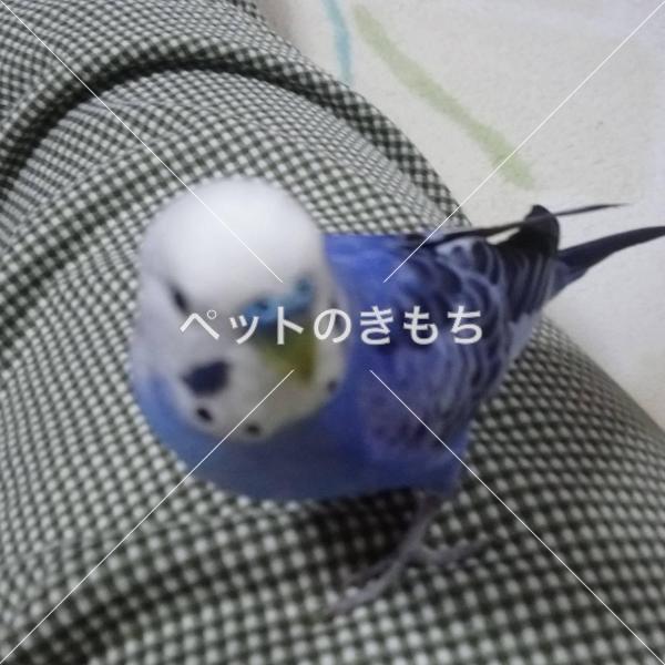 迷子鳥の画像