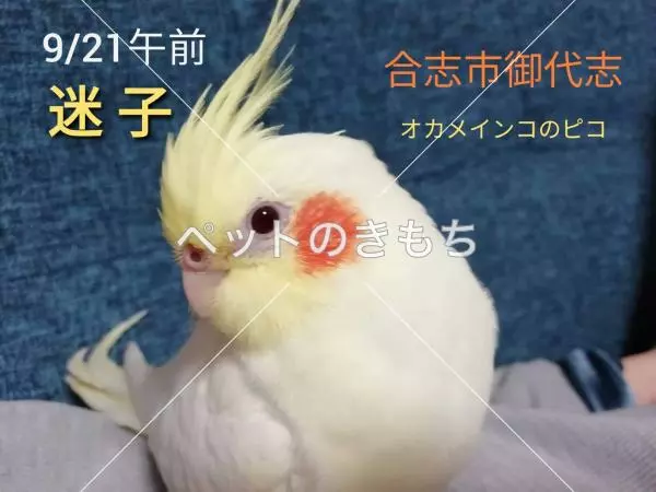 迷子鳥の画像