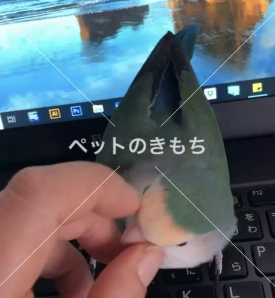 コメント投稿の画像