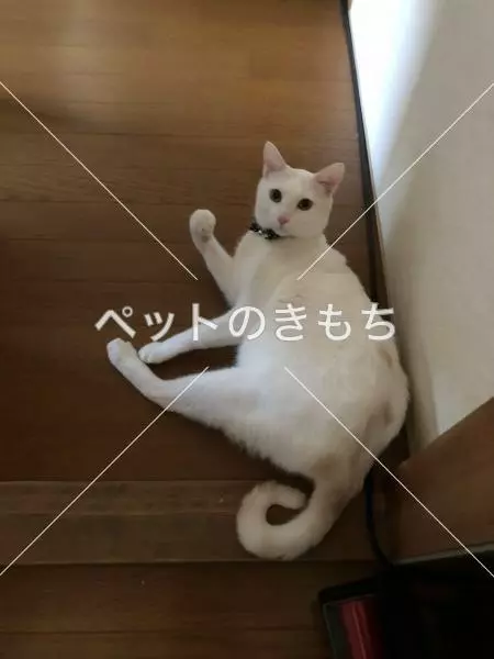 迷子猫の画像