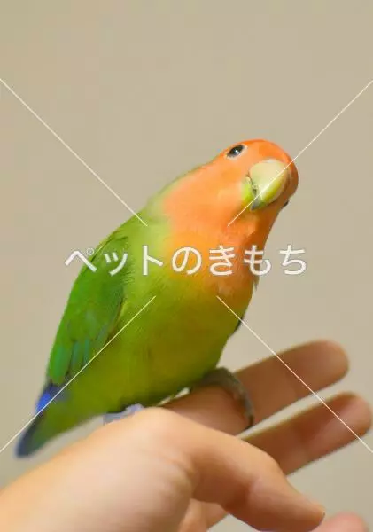 迷子鳥の画像