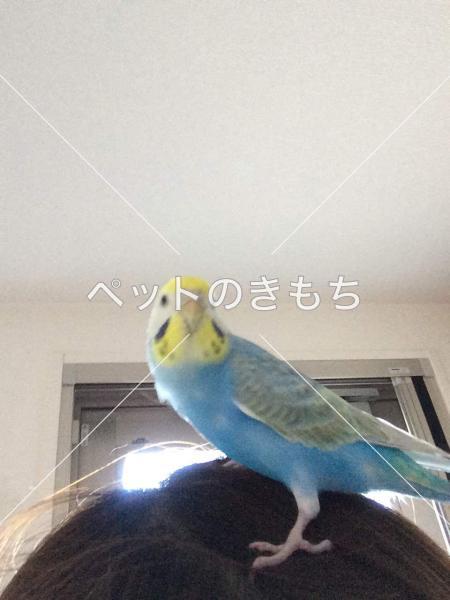 迷子鳥の画像