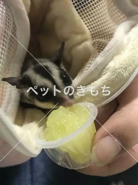 迷子ペットの画像