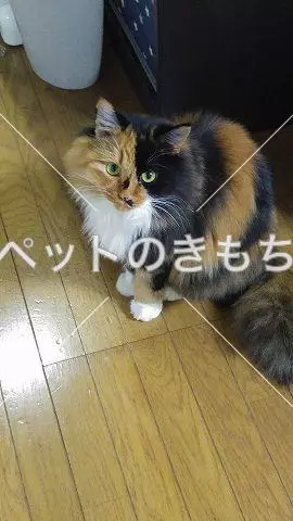 迷子猫の画像