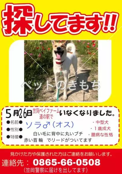 迷子犬の画像
