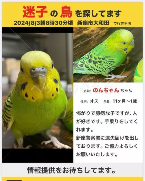 迷子鳥の画像