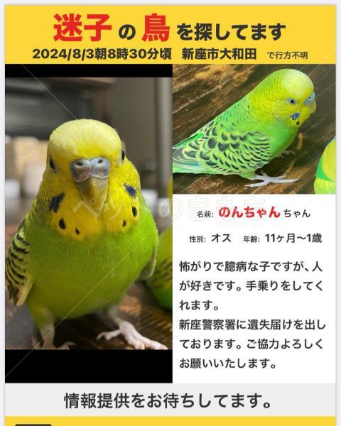 迷子鳥の画像