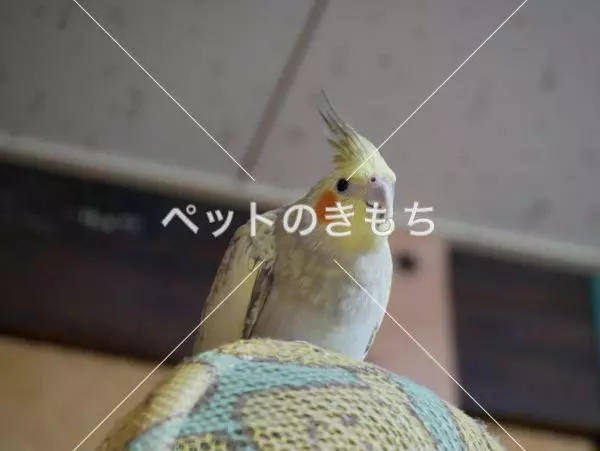 迷子鳥の画像