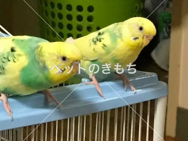 迷子鳥の画像