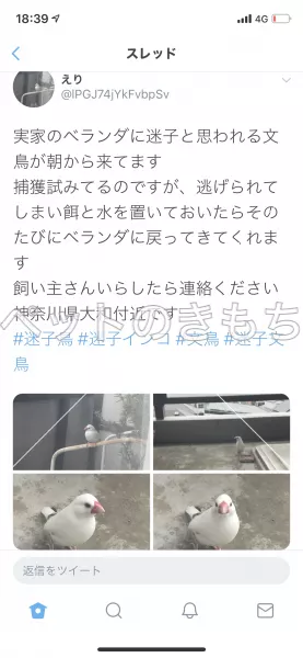 コメント投稿の画像