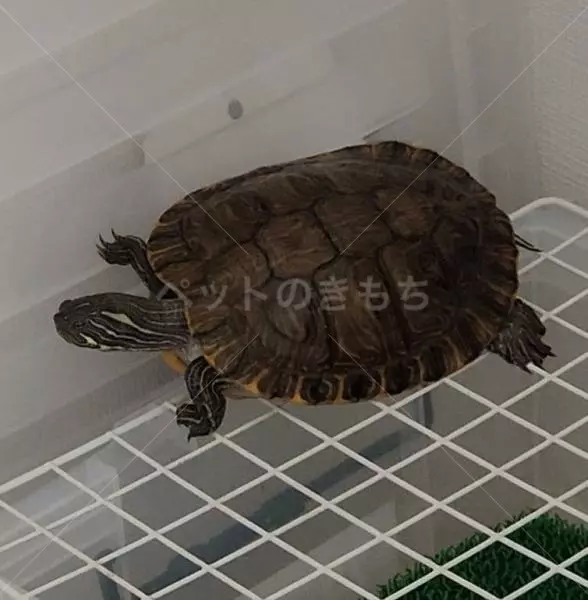 迷子ペットの画像