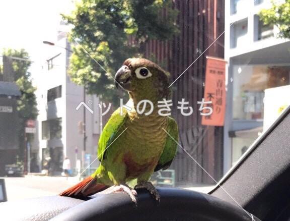 迷子鳥の画像