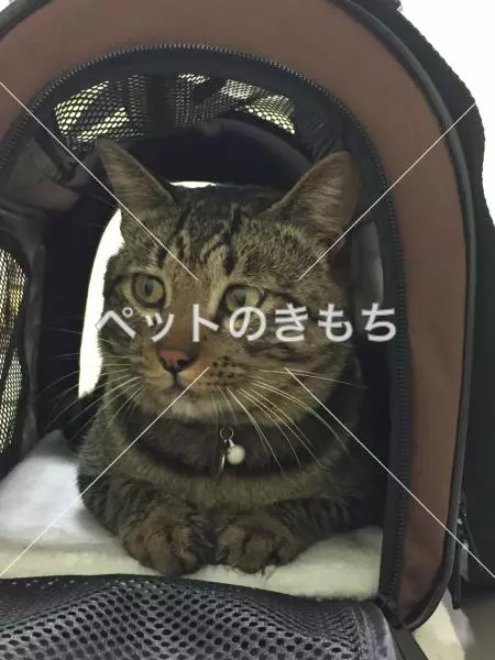 迷子猫の画像