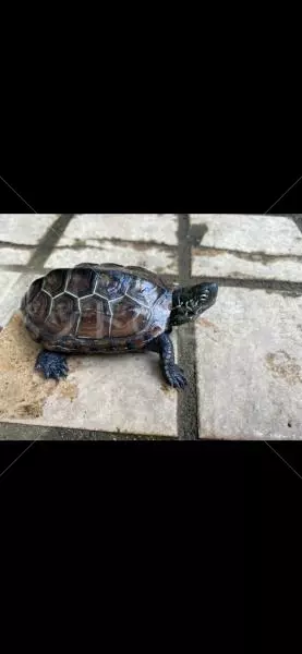 迷子ペットの画像