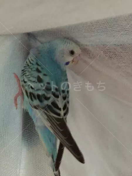 迷子鳥の画像