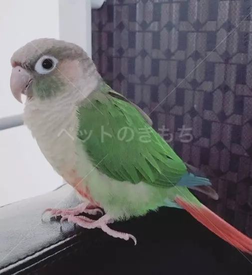 迷子鳥の画像