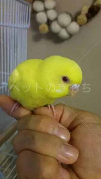 迷子鳥の画像