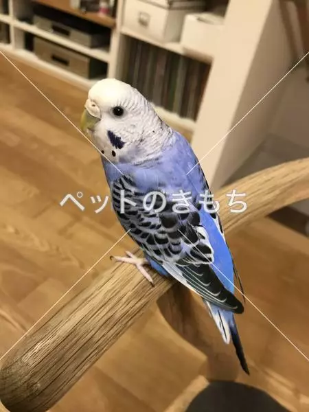 迷子鳥の画像