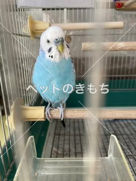 迷子鳥の画像